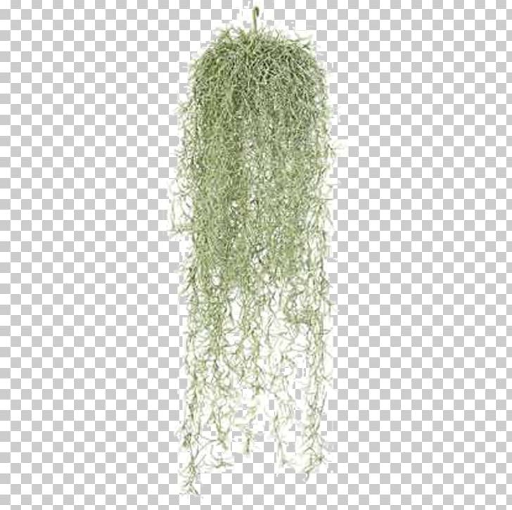 Spanish Moss Tree Plant Vine Leaf PNG, Clipart, Chemical Substance, Cobweb, Fire Retardant, Flame Retardant, Grass Free PNG Download