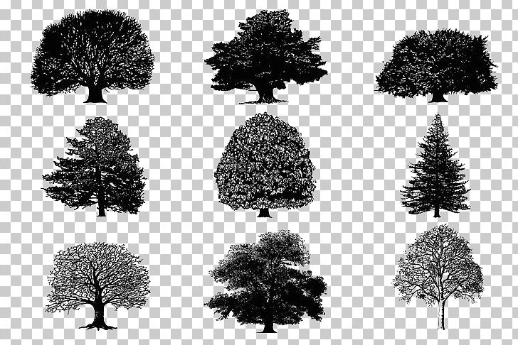 Tree Silhouette PNG, Clipart, Animals, Black And White, Branch, Christmas Tree, Decorative Free PNG Download