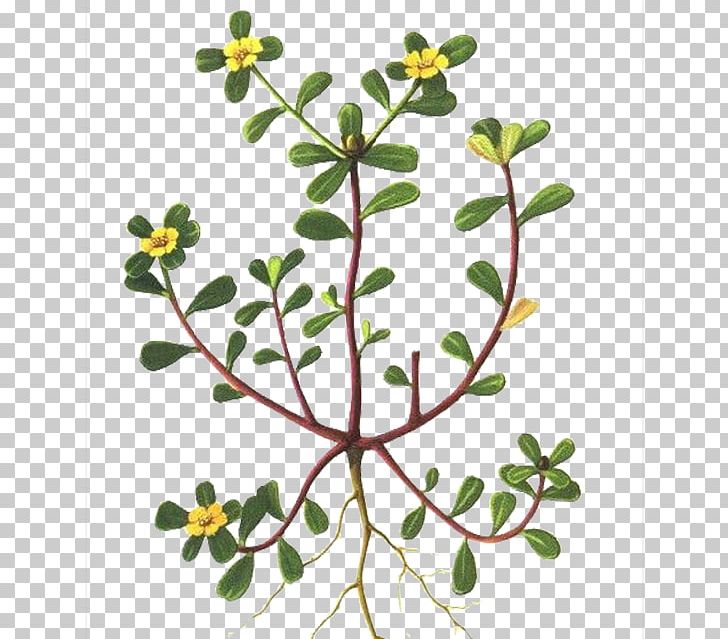 Common Purslane Portulaca Grandiflora Annual Plant Vegetable Portulacaria Afra PNG, Clipart, Amaranthus Tricolor, Animals, Branch, Eating, Flora Free PNG Download