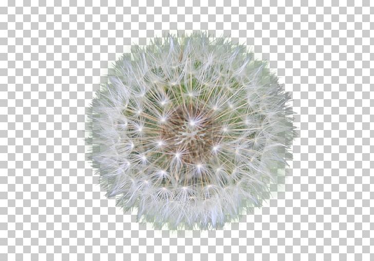 Dandelion PNG, Clipart, Dandelion Free PNG Download