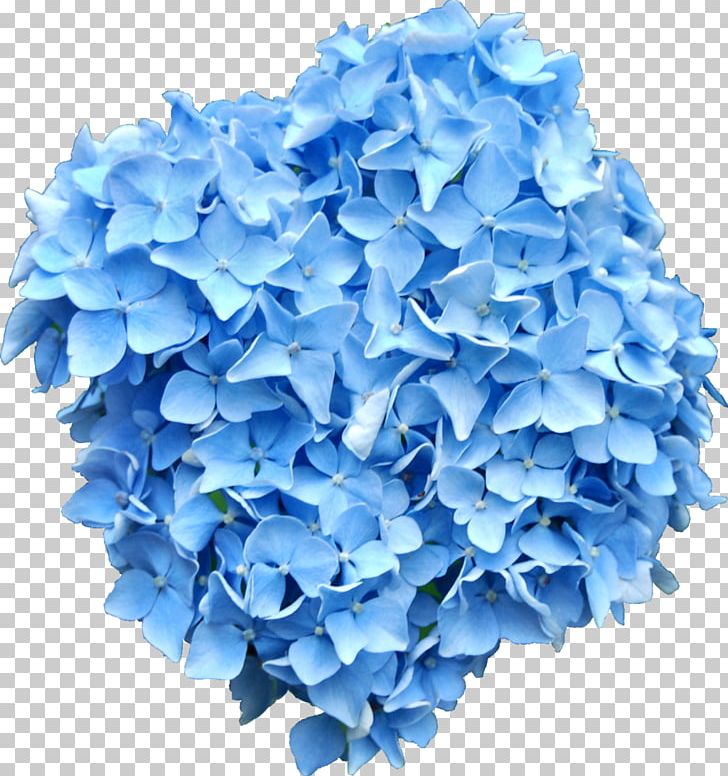 French Hydrangea Flower Blue PNG, Clipart, Blue, Blue Flower, Blue Rose, Clip Art, Cornales Free PNG Download