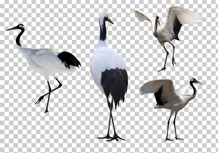 Red-crowned Crane Illustration PNG, Clipart, Animal, Beak, Bird, Chinese, Chinese Style Free PNG Download