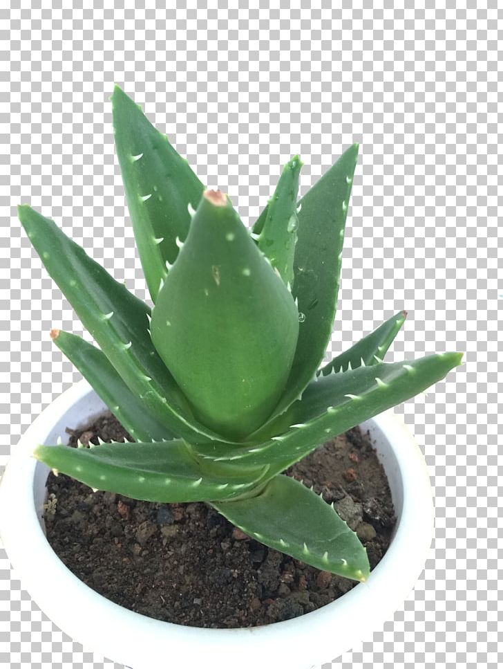 Aloe Vera Houseplant Viridiplantae PNG, Clipart, Agave Azul, Aloe, Background Green, Bonsai, Chlorophytum Comosum Free PNG Download