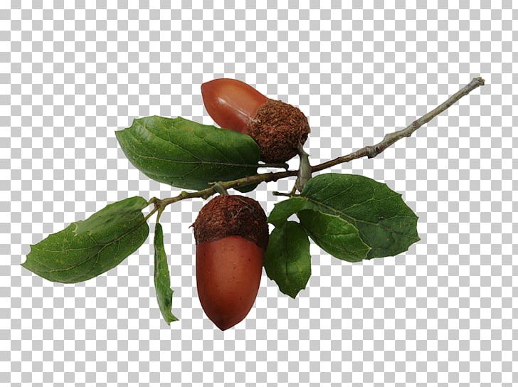 Appreciative Intelligence Southern Live Oak Quercus Hemisphaerica Northern Red Oak Acorn PNG, Clipart, Acorn, Book, Ebook, Flowers, Food Free PNG Download