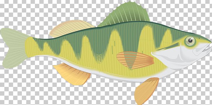 Blog Fish Yellow Perch Animaatio PNG, Clipart, Animaatio, Blog, Bony Fish, Cod, Fauna Free PNG Download