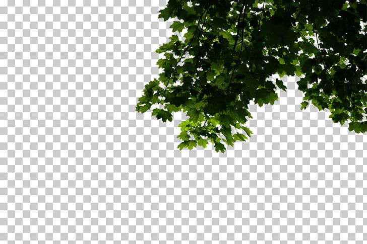 Business Tree Building Deloitte PNG, Clipart, Austral Pacific Energy Png Limited, Branch, Building, Business, Deloitte Free PNG Download