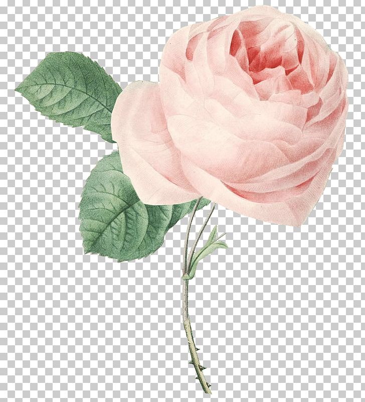 Garden Roses Cabbage Rose Floribunda Pink Flower PNG, Clipart, Art, Artificial Flower, Botanical Illustration, Botany, Cabbage Rose Free PNG Download