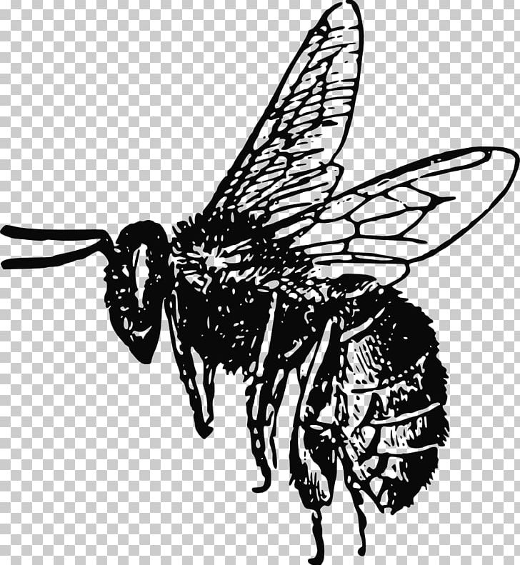 Honey Bee Insect Drawing PNG, Clipart, Art, Arthropod, Artwork, Bee, Beehive Free PNG Download