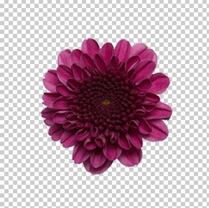 Transvaal Daisy Chrysanthemum ×grandiflorum Cut Flowers Plant Stem PNG, Clipart, Branch, Chrysanthemum, Chrysanthemum Grandiflorum, Chrysanths, Color Free PNG Download