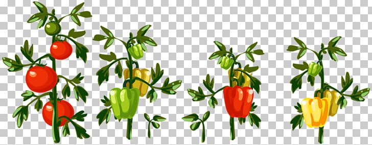 Vegetable Chili Pepper PNG, Clipart, Birds Eye Chili, Branch, Cabbages, Can Stock Photo, Capsicum Free PNG Download