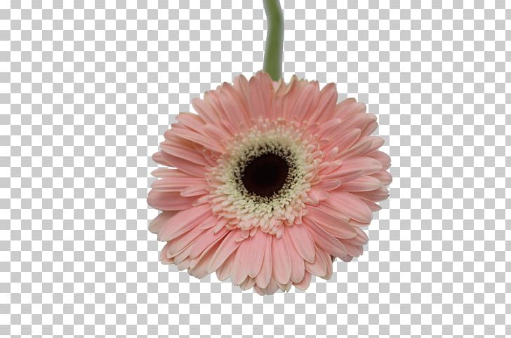 Cut Flowers Transvaal Daisy Daisy Family Anthurium Andraeanum PNG, Clipart, Anthurium Andraeanum, Chrysanthemum, Cut Flowers, Daisy, Daisy Family Free PNG Download