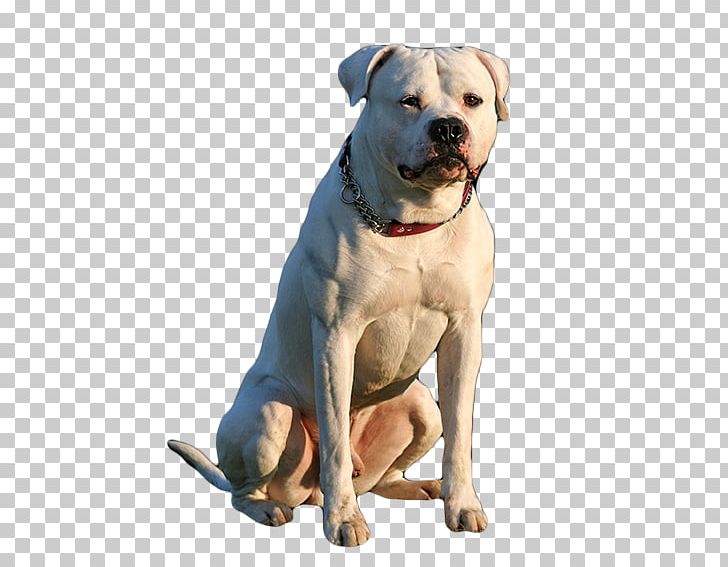 Valley Bulldog American Bulldog Dorset Olde Tyme Bulldogge Olde English Bulldogge Boerboel PNG, Clipart,  Free PNG Download