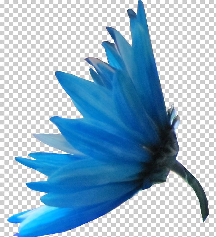 Blue Petal Flower Color Mavi PNG, Clipart, Blue, Cari, Color, Deco, Desktop Computers Free PNG Download