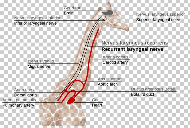 Giraffe Recurrent Laryngeal Nerve Superior Laryngeal Nerve Larynx PNG, Clipart, Anatomy, Animals, Aorta, Argument From Poor Design, Arm Free PNG Download