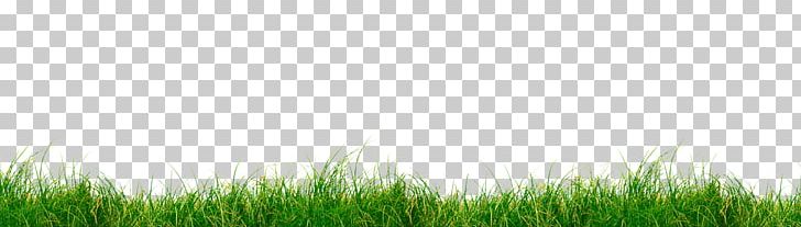 Wheatgrass Lawn Grassland Sky Plc PNG, Clipart, Commodity, Field, Grass, Grass Family, Grassland Free PNG Download