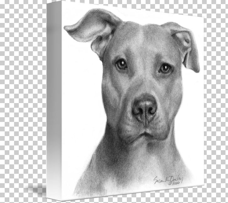 American Pit Bull Terrier Staffordshire Bull Terrier American Bully PNG, Clipart, American Bully, American Pit Bull Terrier, American Staffordshire, Bedlington Terrier, Black And White Free PNG Download