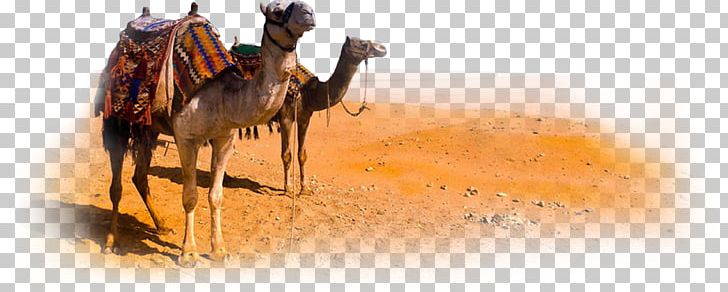 Dromedary Bactrian Camel PNG, Clipart, Arab, Bactrian Camel, Bridle, Camel, Camel Like Mammal Free PNG Download