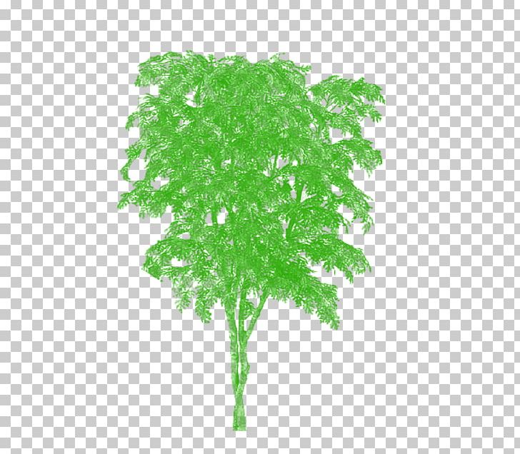 Palm Trees Oak Trunk Plants PNG, Clipart, Christmas Tree, Grass, Green, Leaf, Nature Free PNG Download
