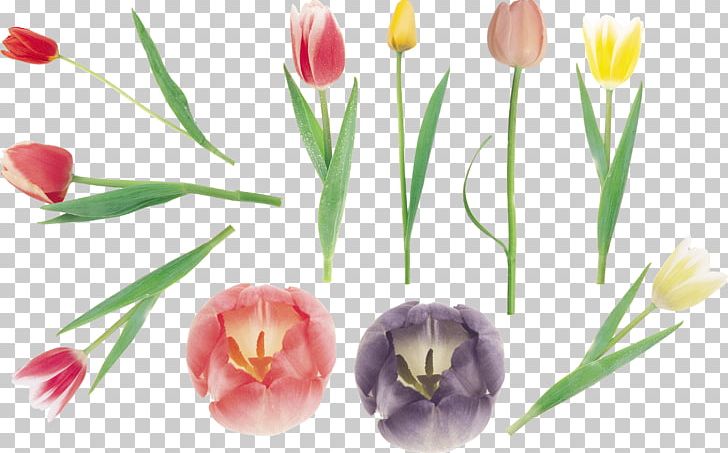 Tulip Cut Flowers Petal Plant Stem PNG, Clipart, 1000000, Bud, Cut Flowers, Download, Flower Free PNG Download