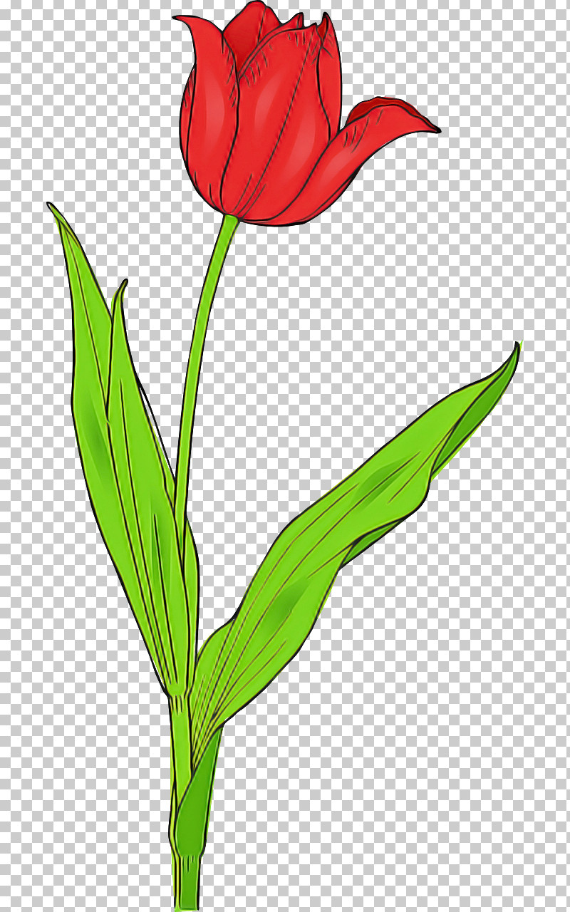 Flower Plant Tulip Pedicel Plant Stem PNG, Clipart, Cut Flowers, Flower, Lily Family, Pedicel, Petal Free PNG Download