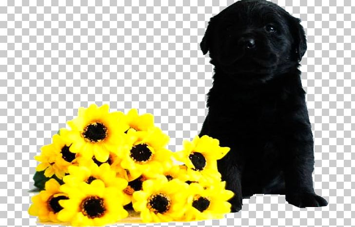 Dog Breed Hemau Puppy PNG, Clipart, Black, Black Hair, Blind, Blind Guide Dog, Breed Group Dog Free PNG Download