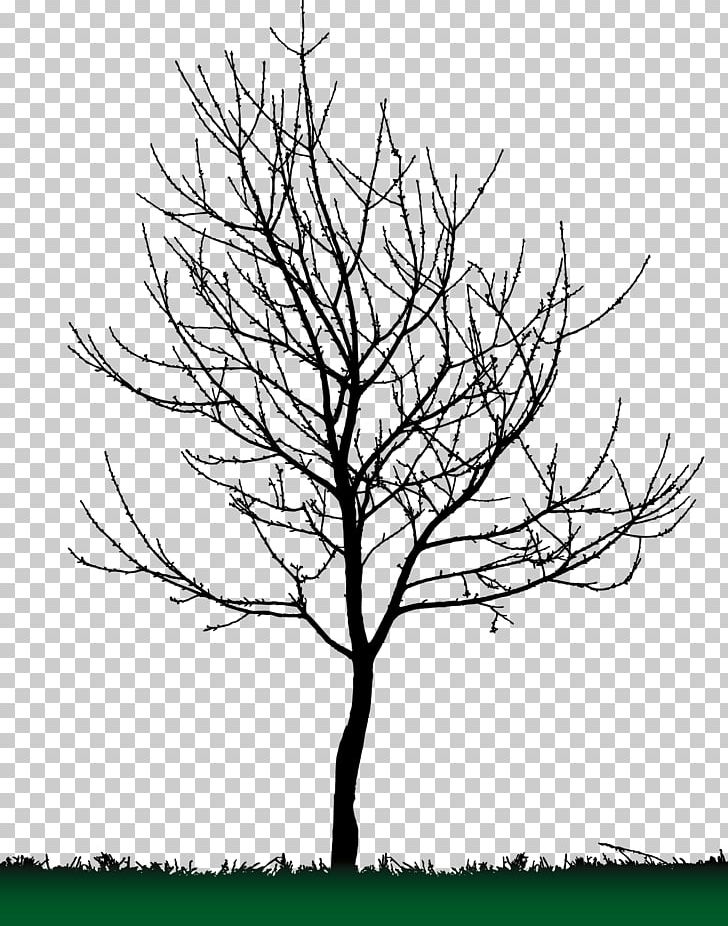 Tree Silhouette PNG, Clipart, American Sweetgum, Arecaceae, Black And White, Branch, Deciduous Free PNG Download