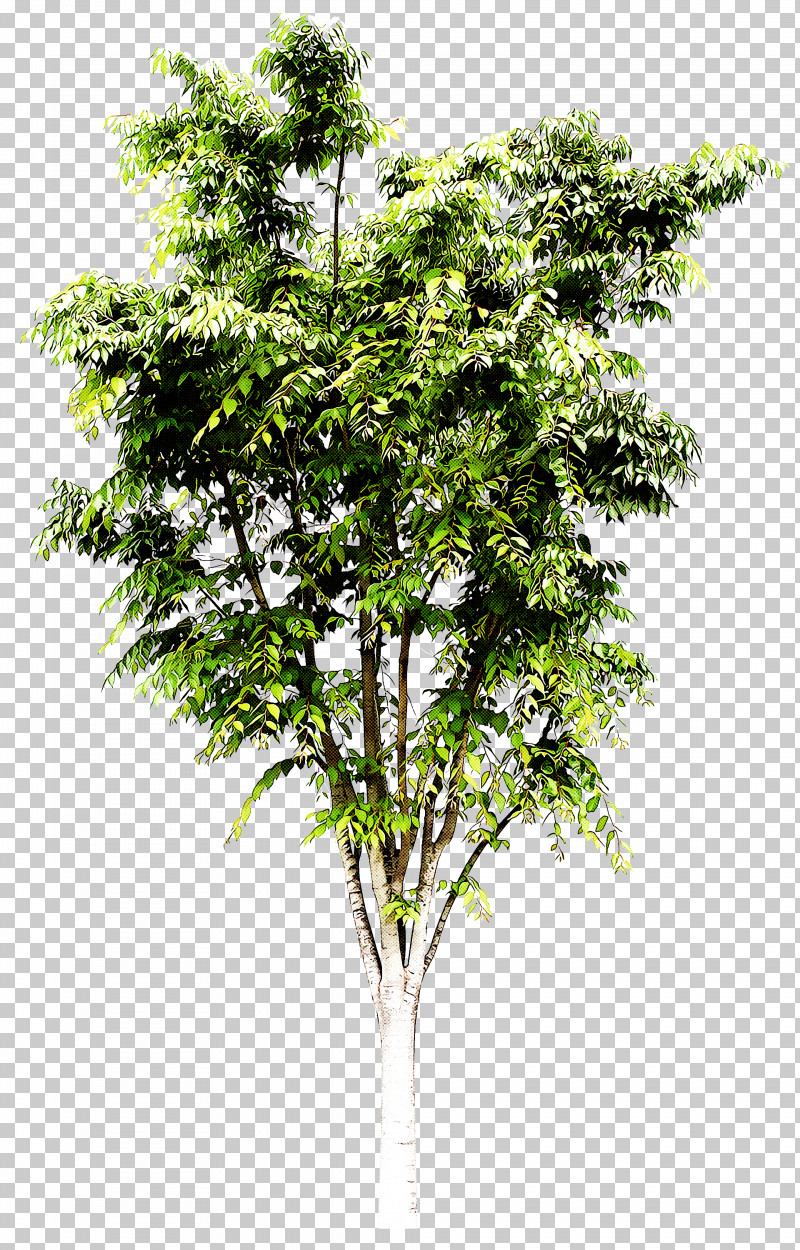 Tree Plant Woody Plant Flower Leaf PNG, Clipart, Branch, Flower, Grass, Leaf, Plant Free PNG Download