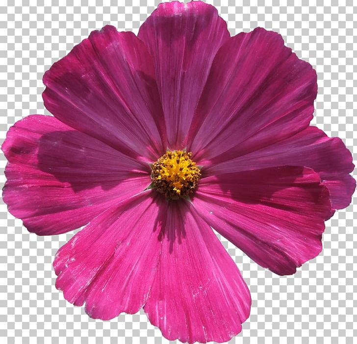 Cut Flowers Zinnia Acerosa Annual Plant Petal PNG, Clipart, Annual Plant, Aster, Cosmos, Cosmos Flower, Cut Flowers Free PNG Download