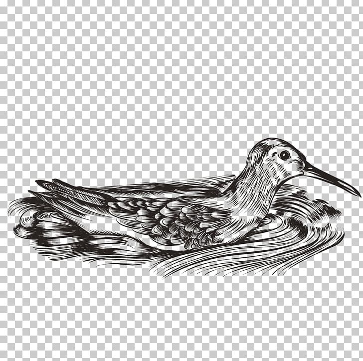 Duck Water Bird Waterfowl PNG, Clipart, Animals, Anseriformes, Beak, Bird, Birds Free PNG Download