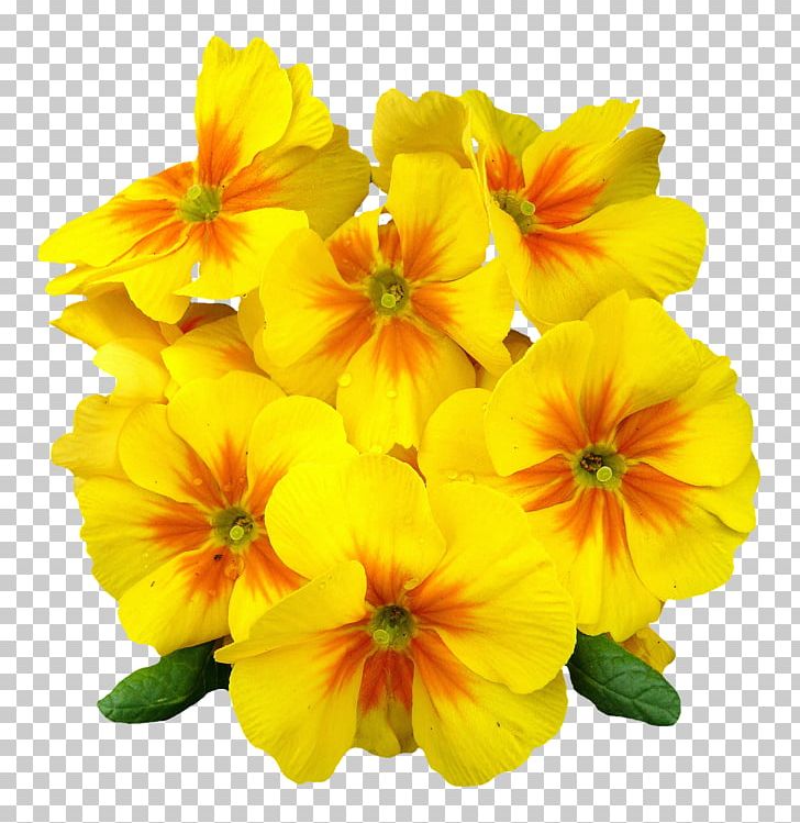 Flower Petal PNG, Clipart, Annual Plant, Bts, Clip Art, Color, Cut Flowers Free PNG Download