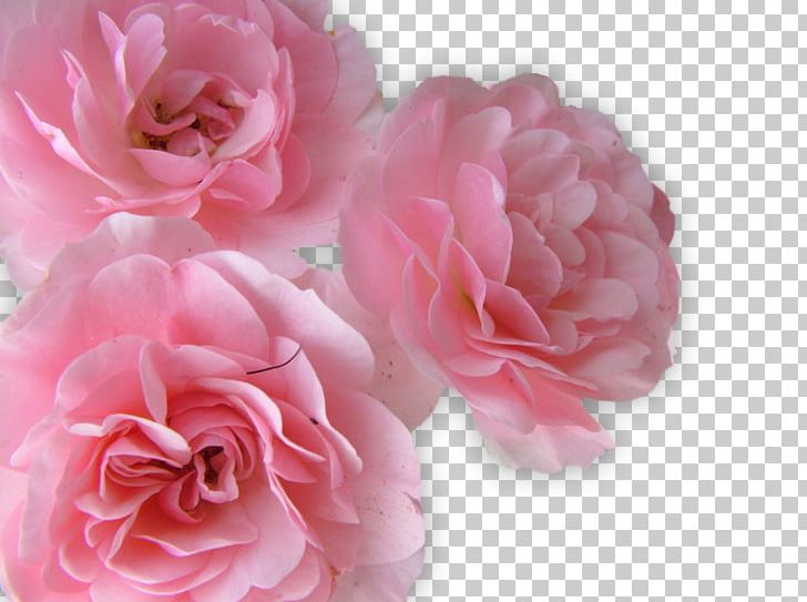 Flower Rose Stock.xchng PNG, Clipart, Artificial Flower, Christmas Decoration, Creative Flower, Creative Watercolor Flowers, Cut Flowers Free PNG Download