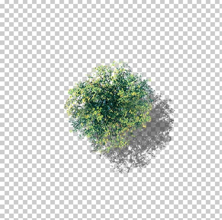 Tree PNG, Clipart, Camphor Tree, Cottonwood, Drawing, Flower, Flower Pattern Free PNG Download