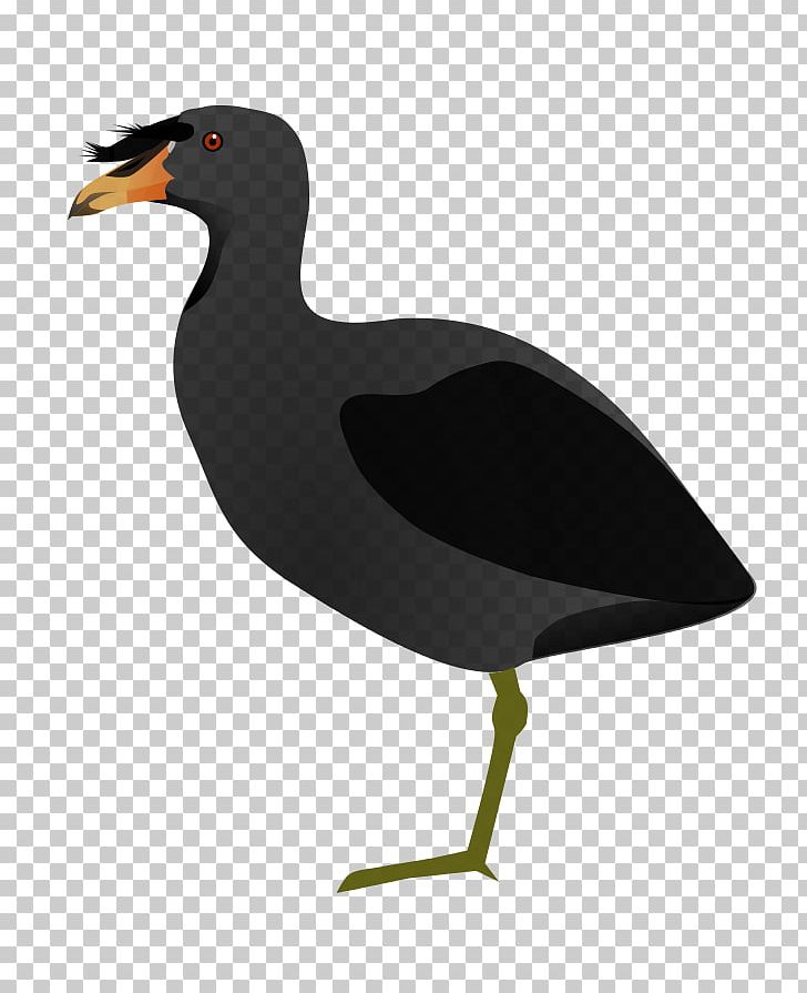 Duck Bird Miñiques Horned Coot Red-knobbed Coot PNG, Clipart, Animals, Beak, Bird, Charadriiformes, Coot Free PNG Download