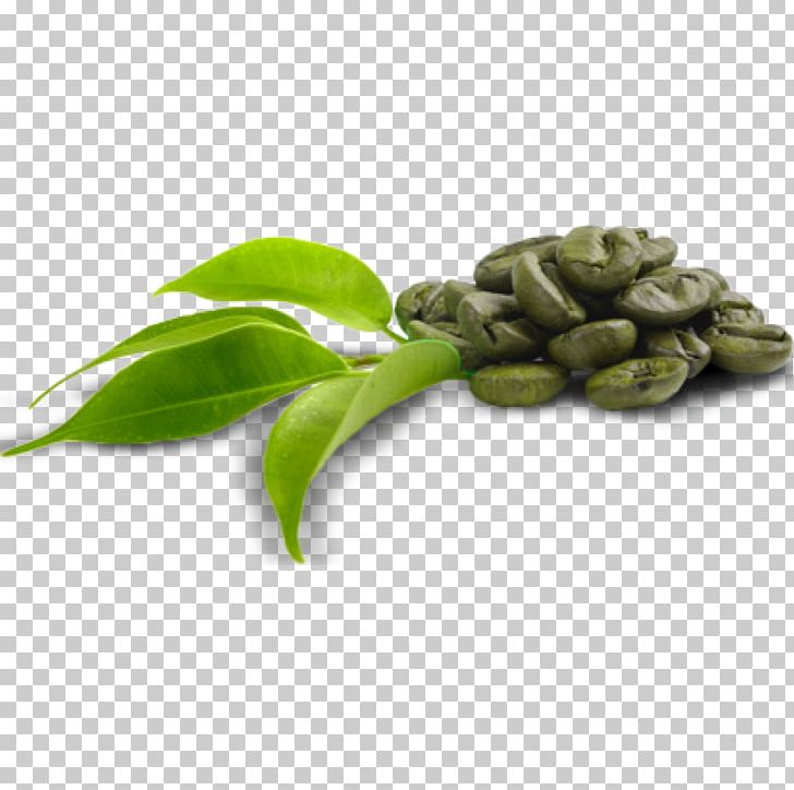 Green Coffee Extract Dietary Supplement Coffee Bean PNG, Clipart, Bea, Capsule, Chlorogenic Acid, Coffee, Coffee Bean Free PNG Download
