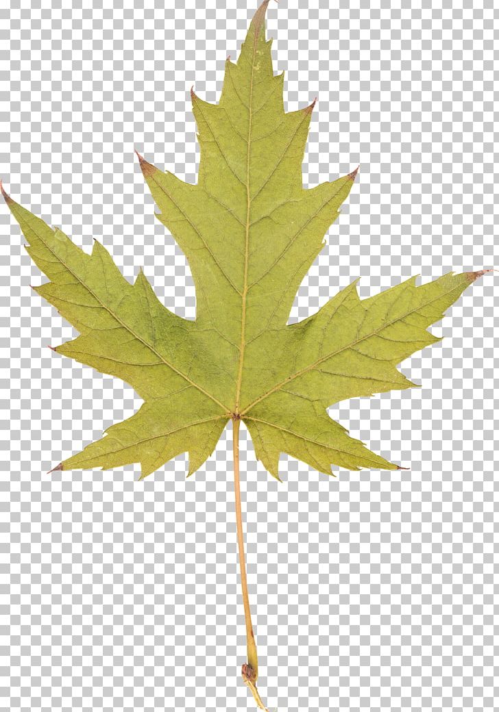 Silver Maple Red Maple Sugar Maple Maple Leaf PNG, Clipart, Aceraceae, Honey Locust, Leaf, Maple, Maple Leaf Free PNG Download