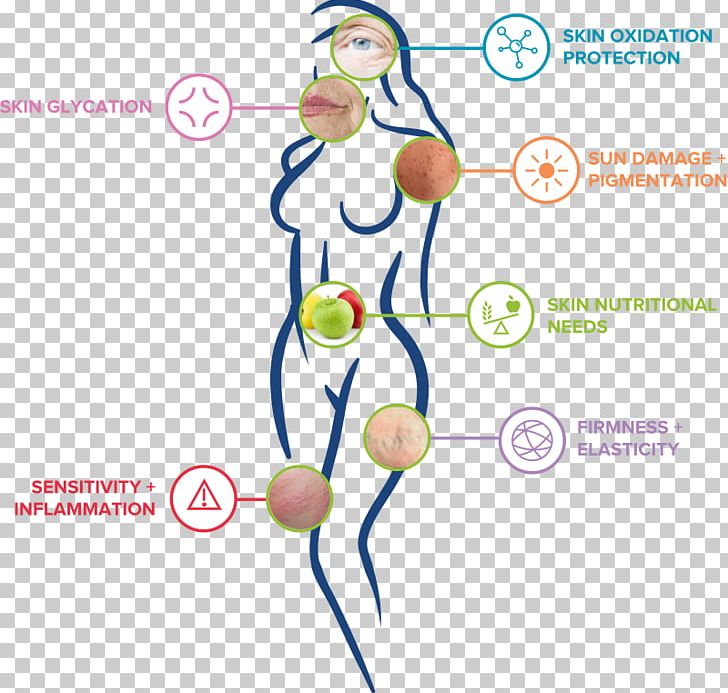 Skin Care Diagram Sensitive Skin Genetics PNG, Clipart, Angle, Area, Arm, Biology, Diagram Free PNG Download