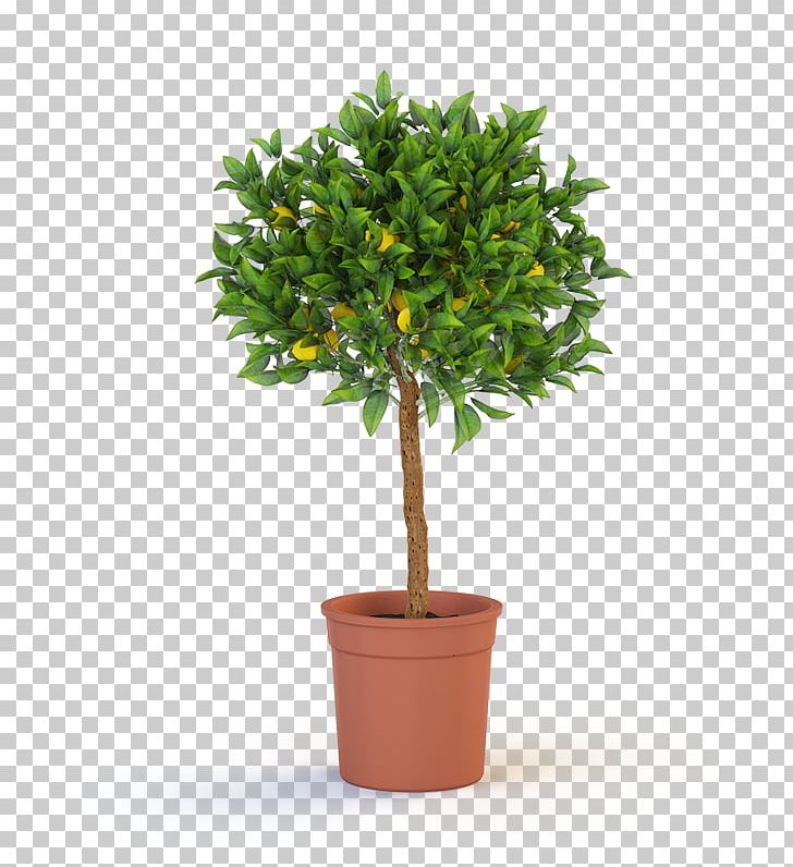 Trunk Houseplant Tree Topiary PNG, Clipart, Agave, Albizia Julibrissin, Artificial Flower, Bonsai, Evergreen Free PNG Download