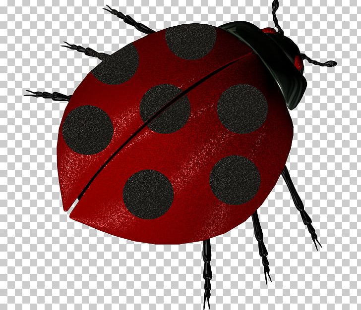Ladybird Insect PNG, Clipart, Animal, Coccinella Septempunctata, Cute Ladybug, Flower, Insect Free PNG Download