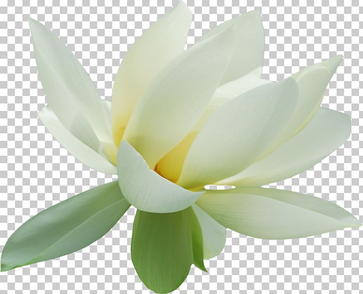 Nelumbo Nucifera Raster Graphics Мама-мамочка Wix.com PNG, Clipart, Aquatic Plant, Drawing, Flower, Flowering Plant, Lotus Free PNG Download