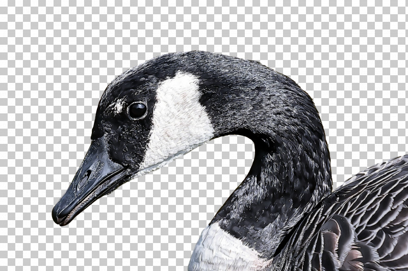 Goose Wild Animal PNG, Clipart, Animal, Beak, Bird, Blackandwhite, Canada Goose Free PNG Download