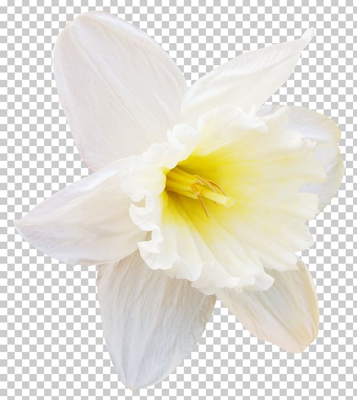 Flower Daffodil Tulip PNG, Clipart, Amaryllis Family, Clip Art, Daffodil, Flower, Flower Bouquet Free PNG Download