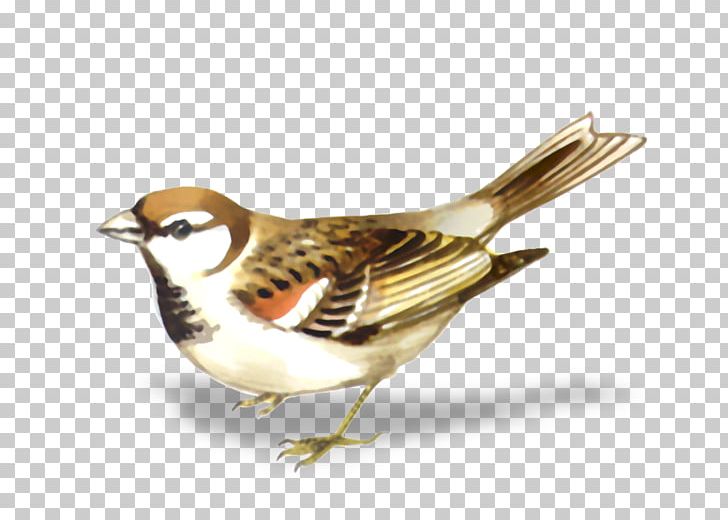 House Sparrow Bird PNG, Clipart, Animal, Animals, Beak, Bird, Color Free PNG Download