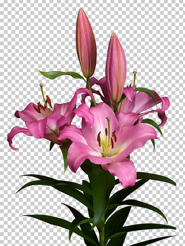 Lilium Cut Flowers Floral Design アソート PNG, Clipart, Assortment Strategies, Cut Flowers, Eye Liner, Field Guide, Floral Design Free PNG Download