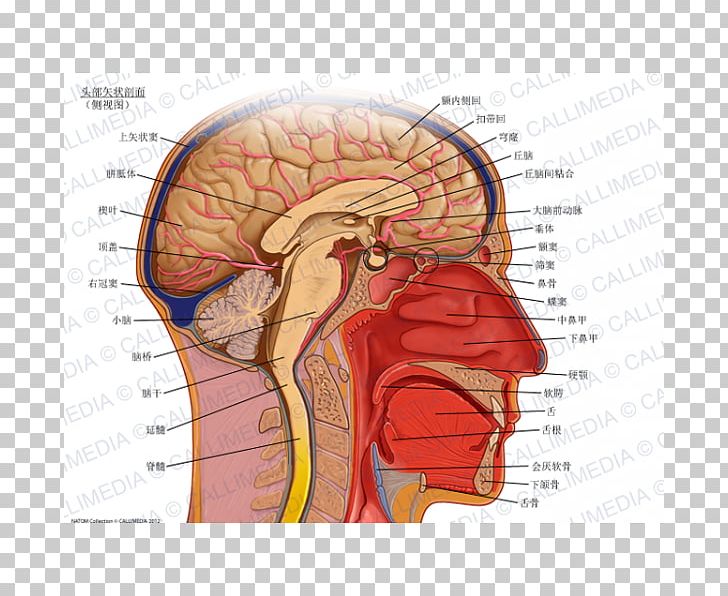 Sagittal Plane Anatomy Coronal Plane Transverse Plane Head PNG, Clipart, Anatomical Plane, Anatomy, Anterior Cerebral Artery, Blood Vessel, Brain Free PNG Download