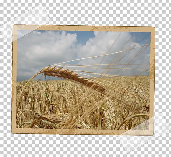 Seed Agriculture Business Terra Agro Biotech Trade PNG, Clipart, Agriculture, Barley, Business, Cereal, Cereal Germ Free PNG Download