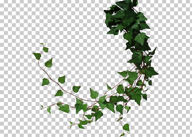 Vine Common Ivy PNG, Clipart, Black B, B O, Branch, Common Ivy, Computer Icons Free PNG Download