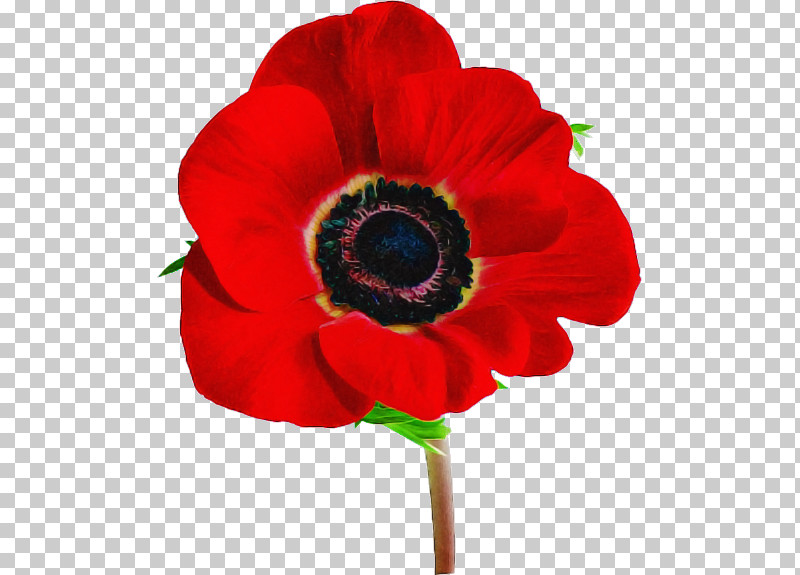 Rose PNG, Clipart, Anemone, Coquelicot, Corn Poppy, Cut Flowers, Flower Free PNG Download