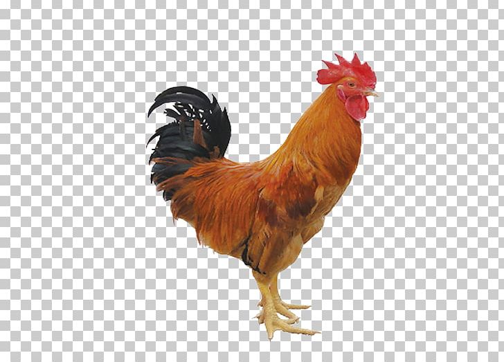 Chicken Rooster Quail Sticker Poultry PNG, Clipart, Animal, Animal, Animals, Bird, Chicken Free PNG Download