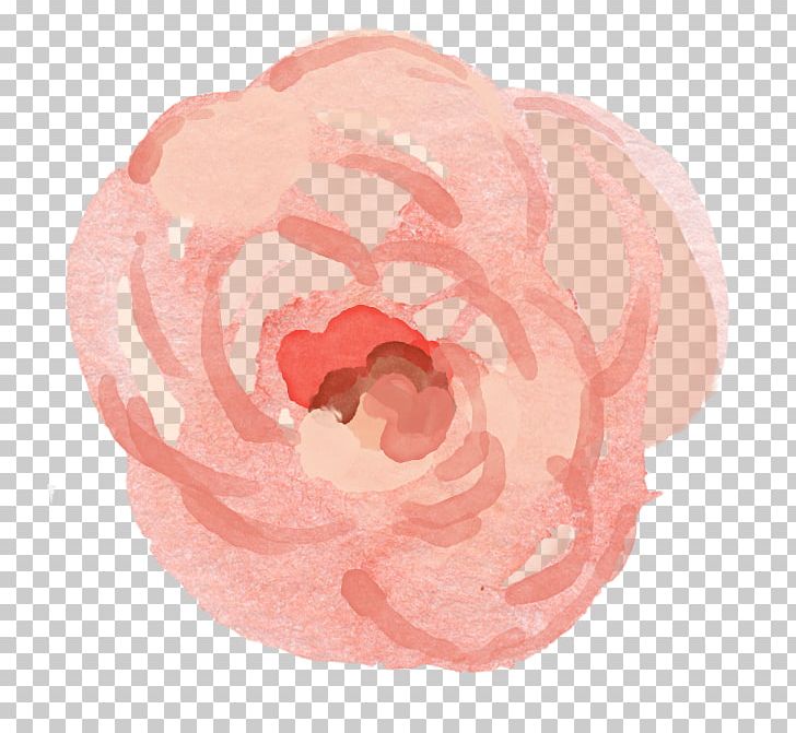 Garden Roses Petal Pink M PNG, Clipart, Flower, Flowers, Garden, Garden Roses, Peach Free PNG Download