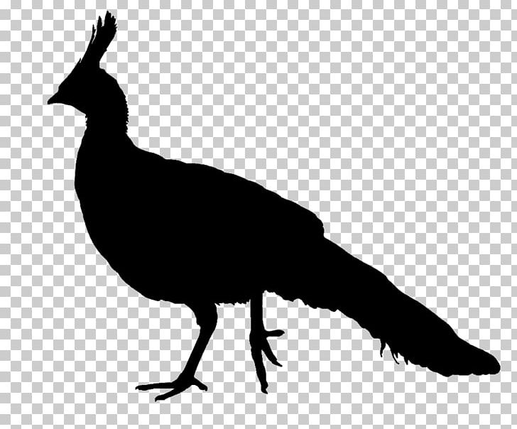 Peafowl Silhouette Bird PNG, Clipart, Animals, Asiatic Peafowl, Beak, Bird, Black And White Free PNG Download